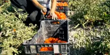 Rota (Fai Cisl): prezzi minimi agricoli contro il caporalato