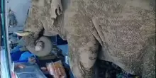 Self-service in Thailandia, l’elefante entra nell’emporio e fa merenda