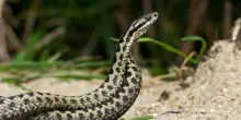Morso di vipera, cosa fare? "Calma primo antidoto per non diffondere il veleno"