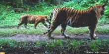 Thailandia, liberati dei cervi nella giungla per salvare le tigri
