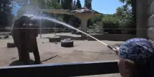 Allo Zoo di Sofia docce ghiacciate per elefanti,struzzi e rinoceronti
