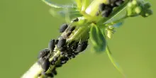Insetti nocivi in giardino: come difenderlo in modo naturale