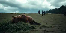 Catania: il drammatico destino di un cavallo scomparso