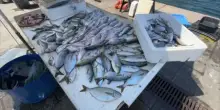 Cambiano i pesci nel Mediterraneo. I biologi: imparare a mangiarli