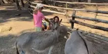 Un parco naturale con animali autoctoni per il Forte Village