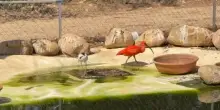 Forte Village, un parco naturale tra animali sardi e uccelli esotici