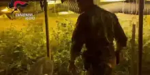 Scoperta dai Carabinieri una piantagione sotterranea di marijuana