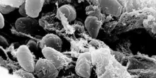 Ricerca, Scorrano (Tor Vergata): "Dal Dna di 1.313 antenati levoluzione delle malattie infettive"