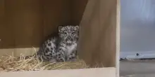 Un cucciolo di leopardo delle nevi è nato allo zoo di Chester