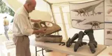 Francia, lo scheletro di un dinosauro gigante apre a nuove scoperte