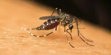 Dengue, Chikungunya, West Nile: le differenze tra infezioni da zanzara