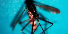 West Nile, Fism: "Apprezzamento per attività Dipartimento Prevenzione ministero Salute"