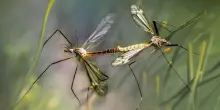 Zanzare: le specie più pericolose