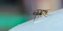 Mosche in estate: cosa le attira in casa e come allontanarle
