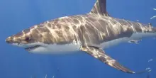 Sicilia, uno squalo vicino alla riva ad Aci Castello: avvistamento vicino costa