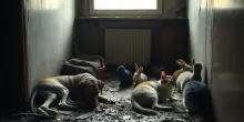 Maltrattamento animale a Torino: il caso dello zoo-lager