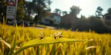 West Nile: aumentano i decessi in Italia, necessaria attenzione