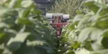 Coldiretti e Philip Morris, alleanza sul tabacco verso il 2034