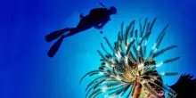 Pesce scorpione su coste italiane: "Pungersi può essere molto doloroso"