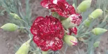 Turismo, un fiore divino con un nome da re: in Rep. Ceca svelata la nuova varietà del garofano di Klatovy