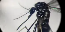 Dengue: 111 casi in Italia da inizio anno, 4 autoctoni