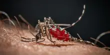 Chikungunya, primo caso autoctono in Veneto: contagiata 64enne