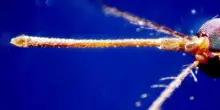 West Nile, Ecdc: Italia Paese più colpito, qui 82% dei casi in Europa