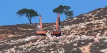 Bulldozer israeliani sradicano centinaia di ulivi in Cisgiordania