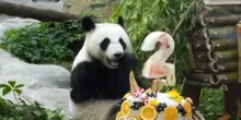 Il Panda Katyusha festeggia il secondo compleanno allo zoo di Mosca