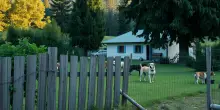 Il controverso caso del canile di Montagna in Valtellina