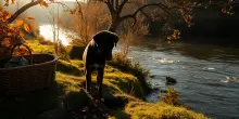 Il dramma di un tartufaio: quando l’amore per gli animali diventa fatale