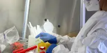 Virus Chikungunya, allerta in Italia: nuovi casi autoctoni scoperti in un’altra regione
