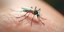 La zanzara che può trasmettere il virus West Nile: il segreto per riconoscerla