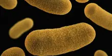Usa, è allerta per il batterio “mangia-carne”: casi e decessi in aumento