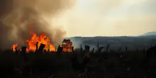 Incendi in Sicilia: cosa non ci dicono