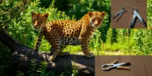 L’intervento straordinario di Regina, la giaguara del safari
