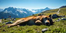 Lupo abbattuto in Alto Adige: le ragioni dietro l’intervento