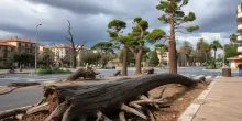 Tempesta in Romagna: alberi caduti e controversie sui pini