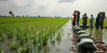 Agricoltori del Punjab affrontano inondazioni catastrofiche e sfide economiche