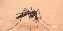 West Nile, 75enne ricoverato a Brescia in condizioni critiche