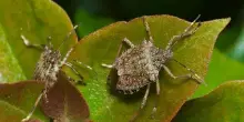 Cimici in casa e in giardino: come allontanarle con i rimedi naturali