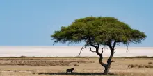 Namibia in fiamme, vasto incendio devasta il più grande parco naturale d’Africa: in cenere il rifugio dei rinoceronti neri