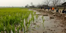 Inondazioni in Pakistan: misure e sfide del governo