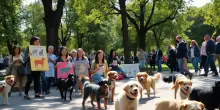 Legge Brambilla: un passo avanti per i diritti animali