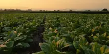 Nasce Filiera tabacchicola italiana a tutela del made in Italy