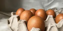 Allerta alimentare: richiamate uova fresche per rischio salmonella