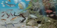 Specie aliene o profughi climatici? Anche gli animali vanno sotto stress: in fuga per il caldo