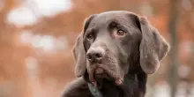 Lumache killer, cosa sappiamo del parassita che uccide i cani. Rischio contagio anche nell’uomo
