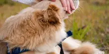 Vola la pet economy: in Italia vale circa 3,5 miliardi. Economia a prova di recessione