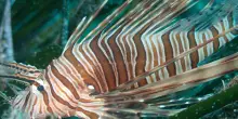 Pesce scorpione a Palmi, il professore: “Siamo alla svolta negativa, espansione a ritmi velocissimi”